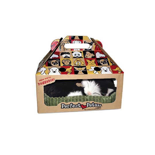 B&W Shorthair Kitten