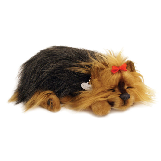 Original Yorkie