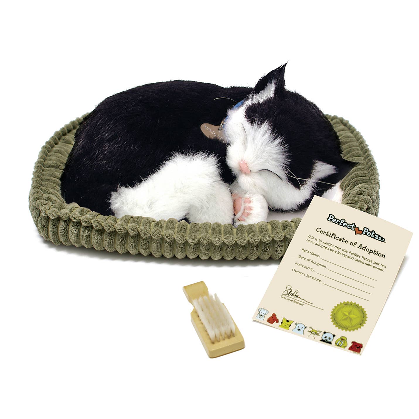 B&W Shorthair Kitten