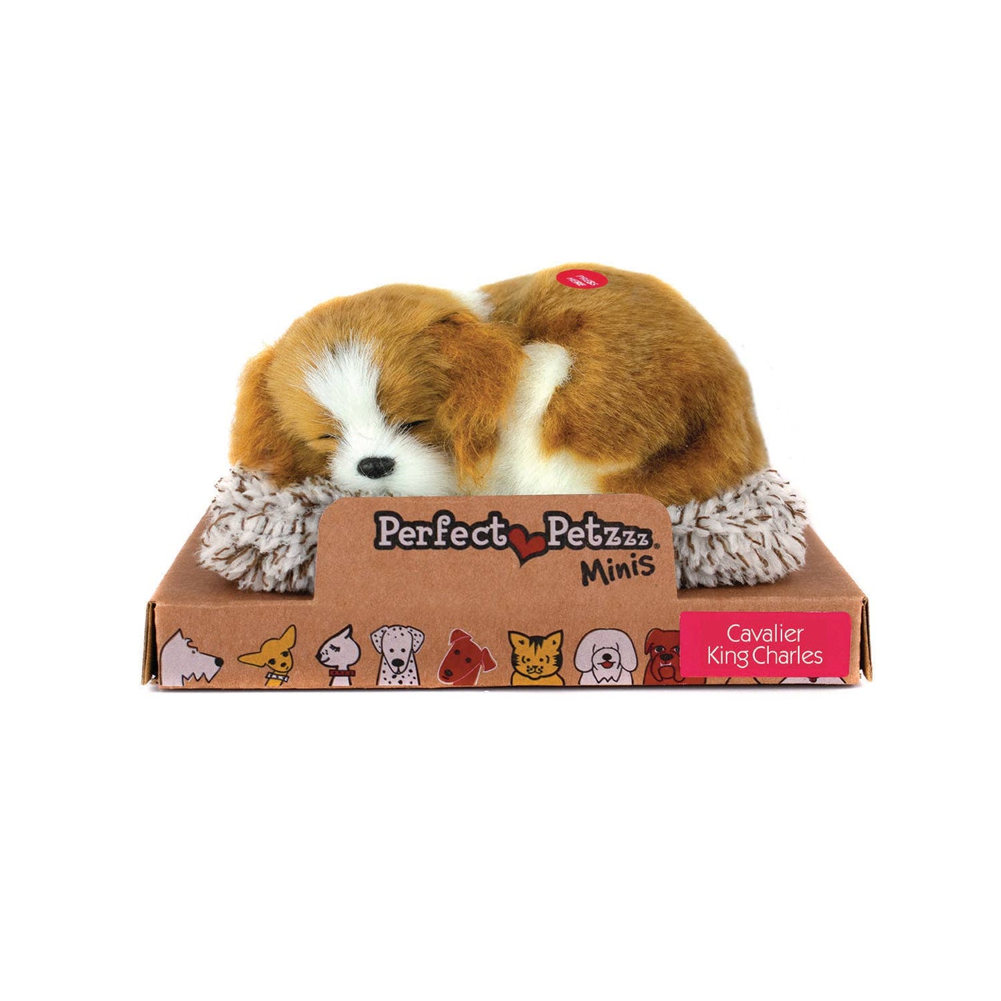 Mini Cavalier King Charles