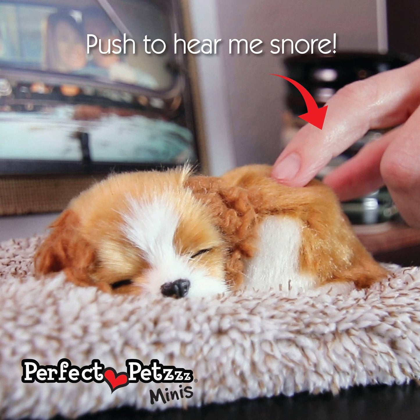 Mini Cavalier King Charles